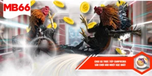 Chọi Gà Trực Tiếp Campuchia - Sân Chơi Náo Nhiệt Bậc Nhất