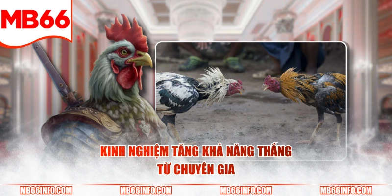 Kinh nghiệm tăng khả năng thắng từ chuyên gia